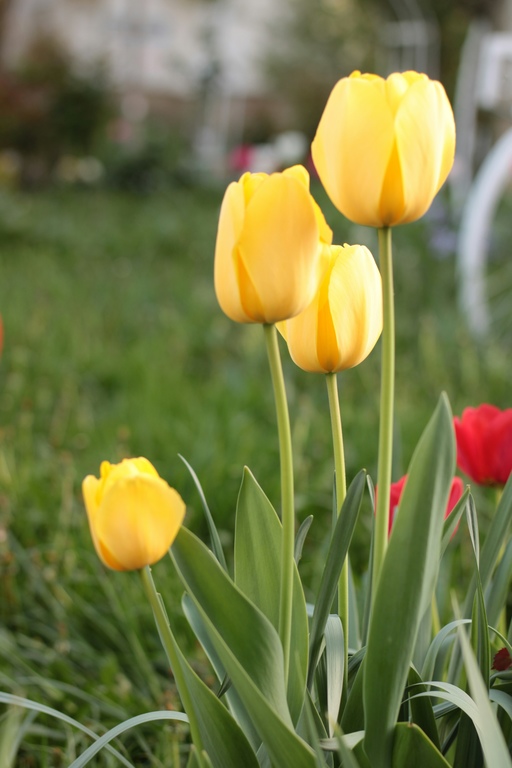 bunga yang melambangkan persahabatan bunga yang melambangkan persahabatan