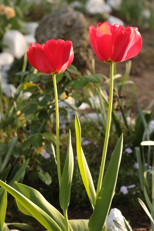 bunga yang melambangkan cinta