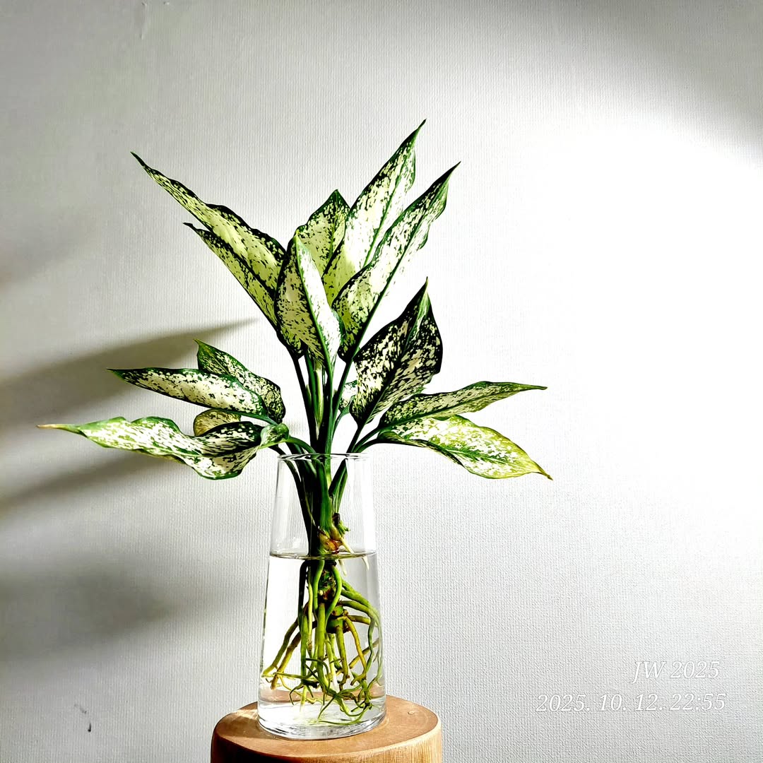 aglaonema pembersih udara di kamar