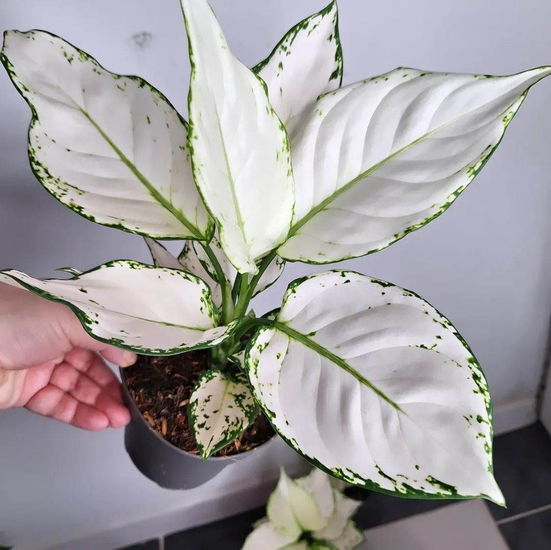 aglaonema untuk taman minimalis aglaonema untuk taman minimalis
