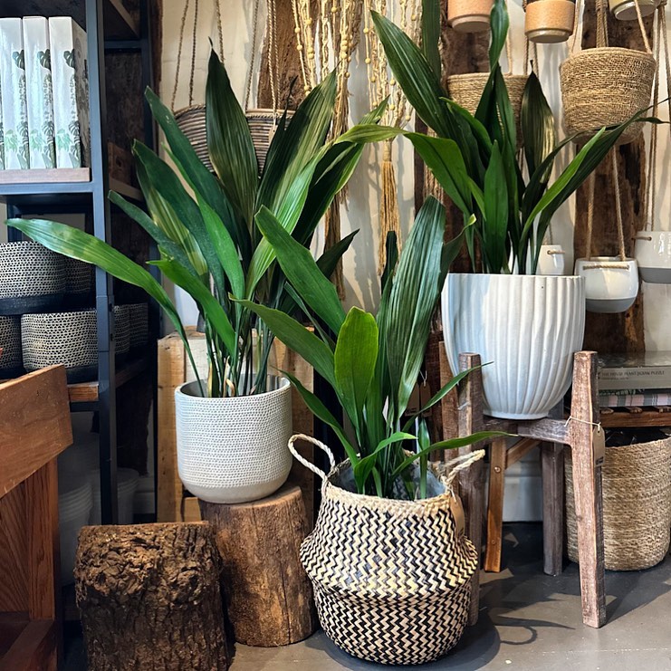 aspidistra elatior daun panjang