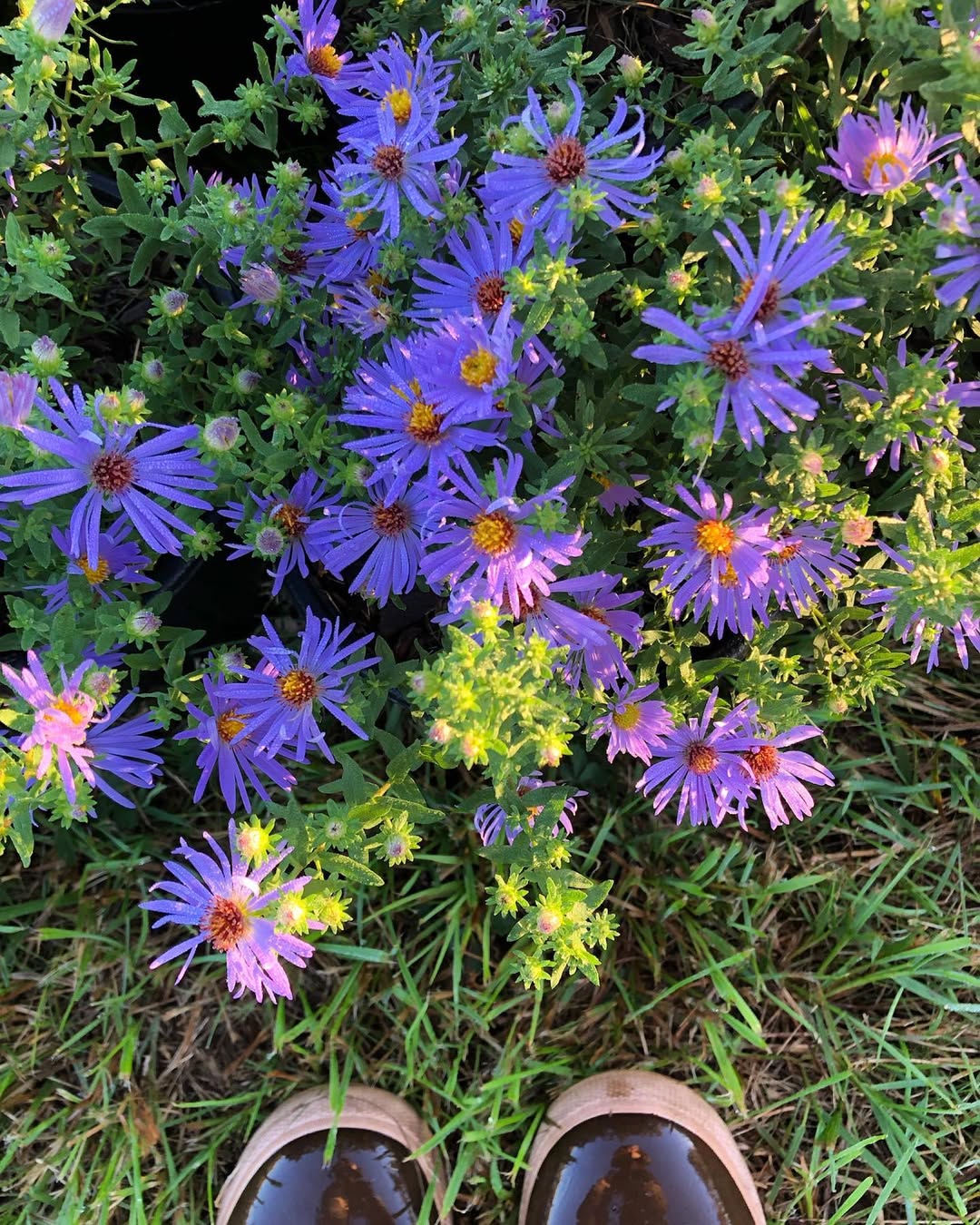 aster kelopak tunggal