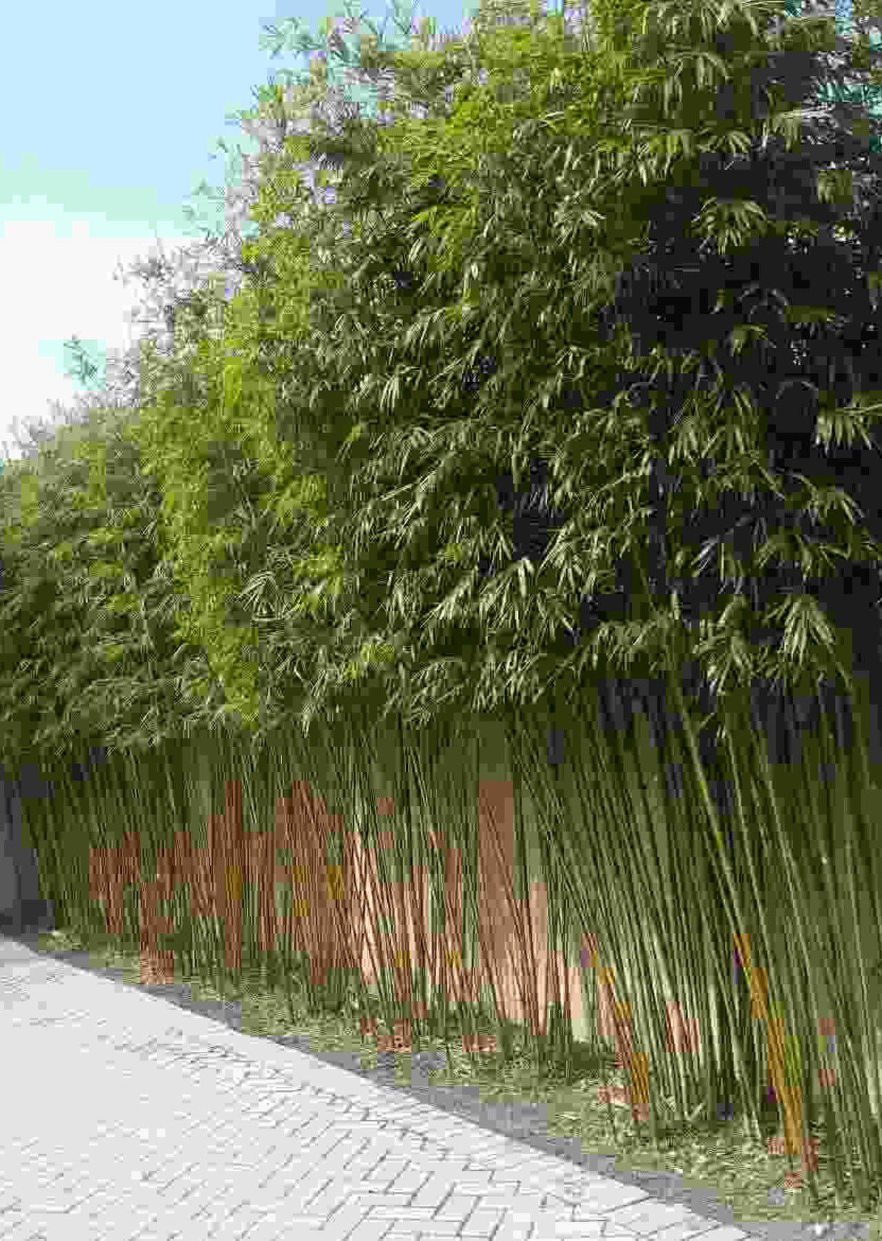 bambu jepang bambu jepang