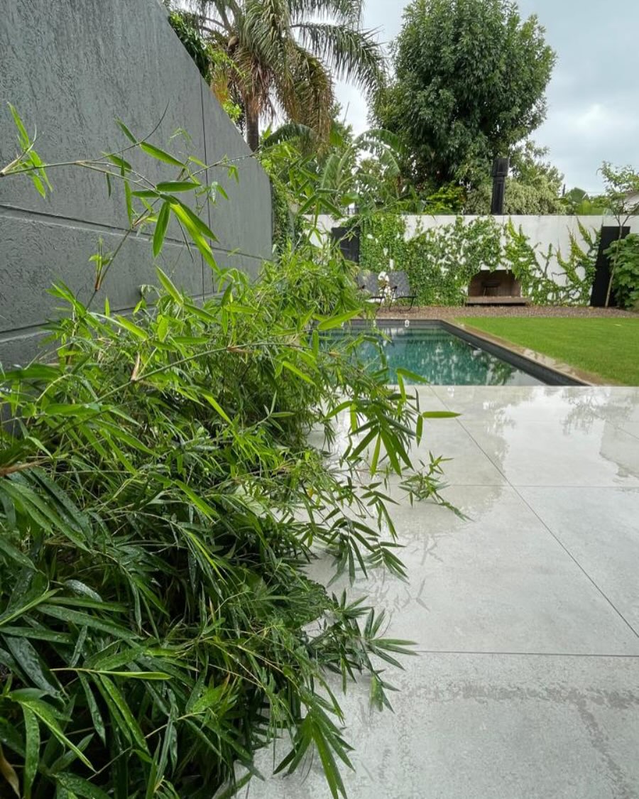 bambu mini untuk taman minimalis bambu mini untuk taman minimalis