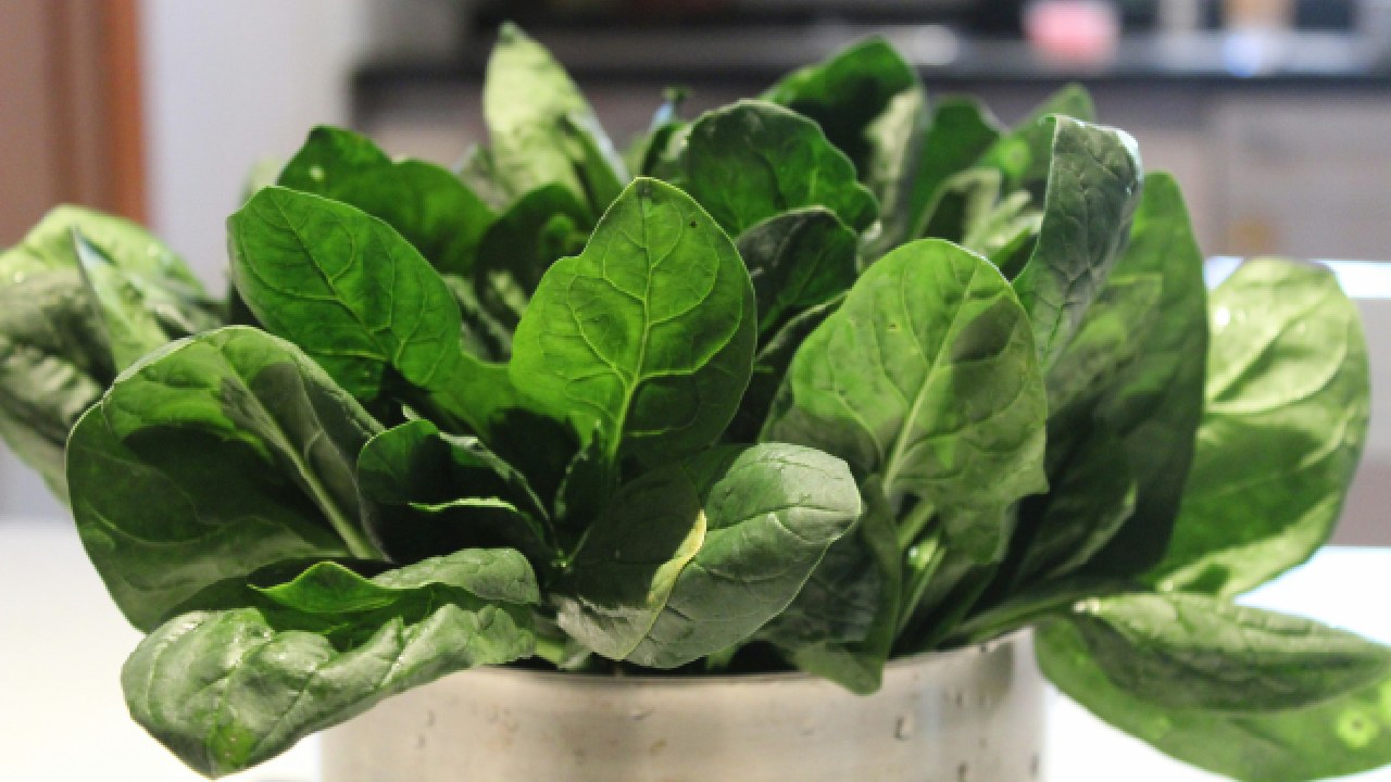 tanaman hortikultura