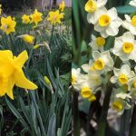 7 Jenis Bunga Daffodil Paling Populer di Indonesia