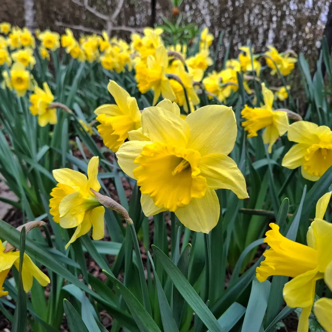 bunga daffodil narcissus carlton