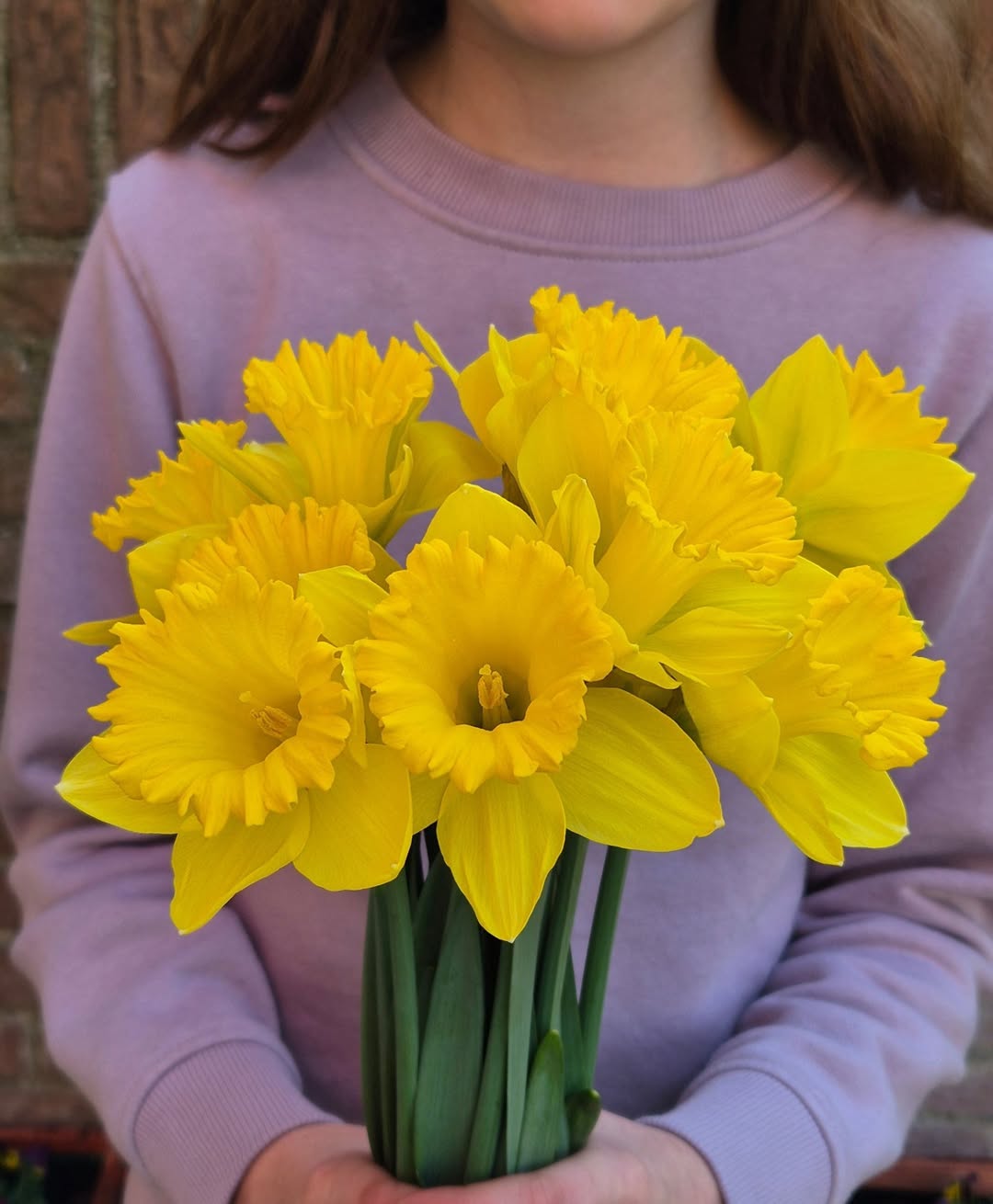 bunga daffodil narcissus dutch master