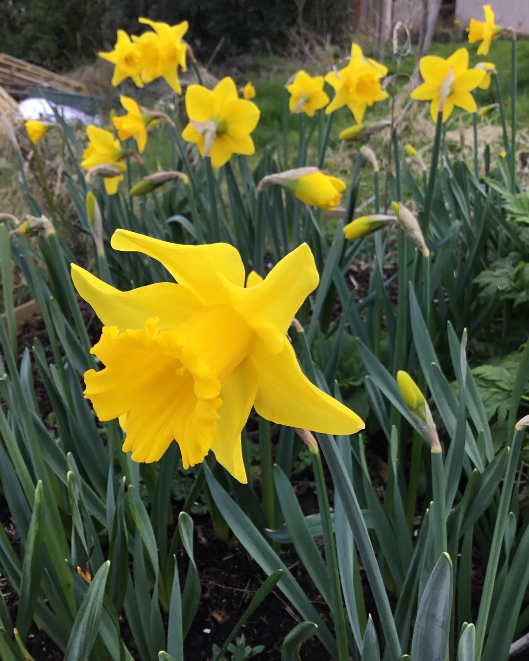bunga daffodil, narcissus king alfred