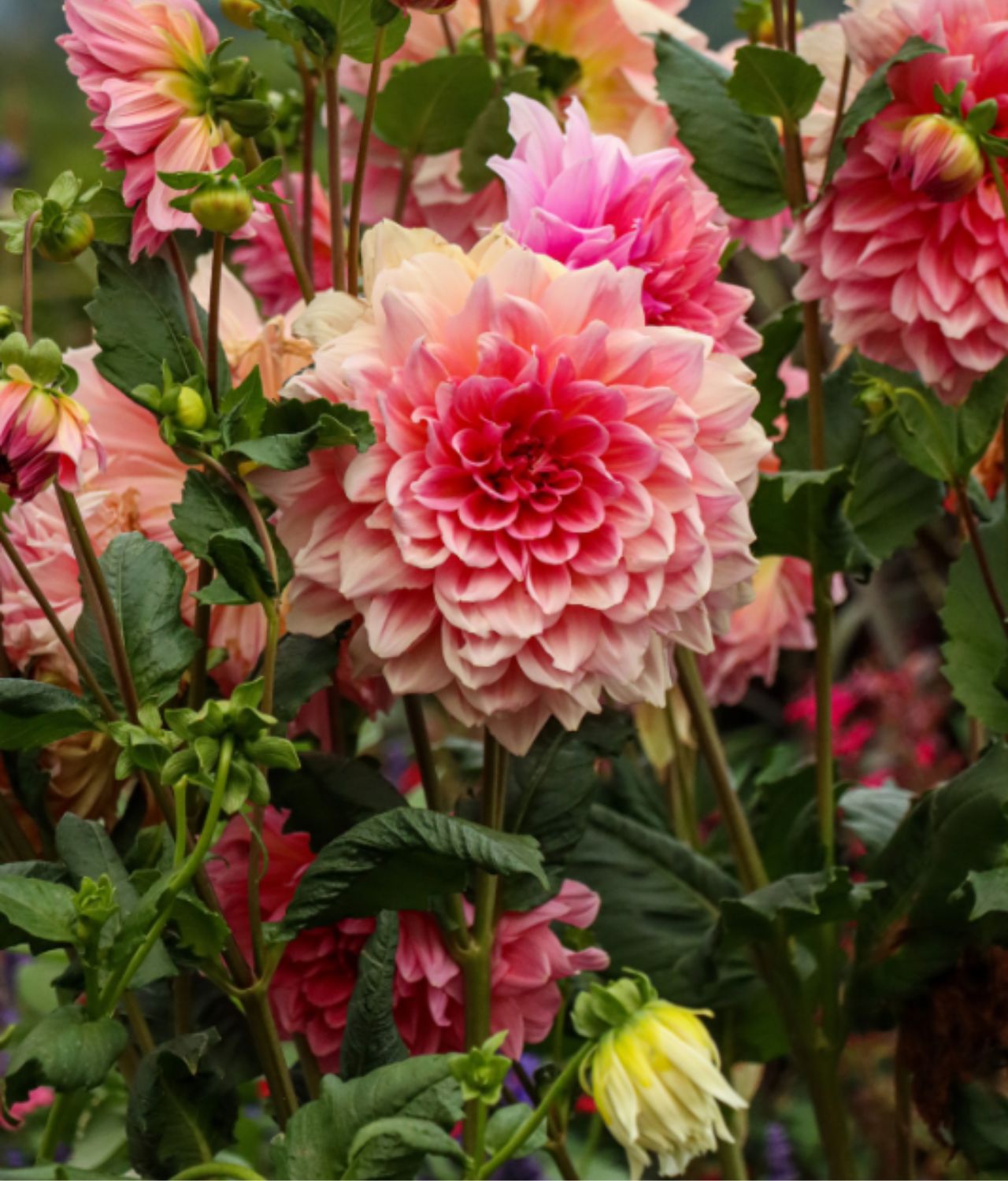 bunga dahlia