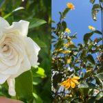 7 Jenis Bunga Gardenia Terpopuler untuk Tanaman Hias