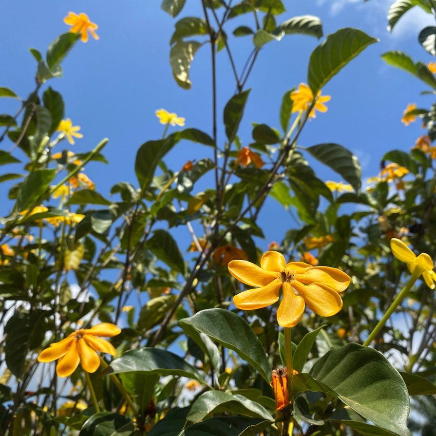 bunga gardenia carinata