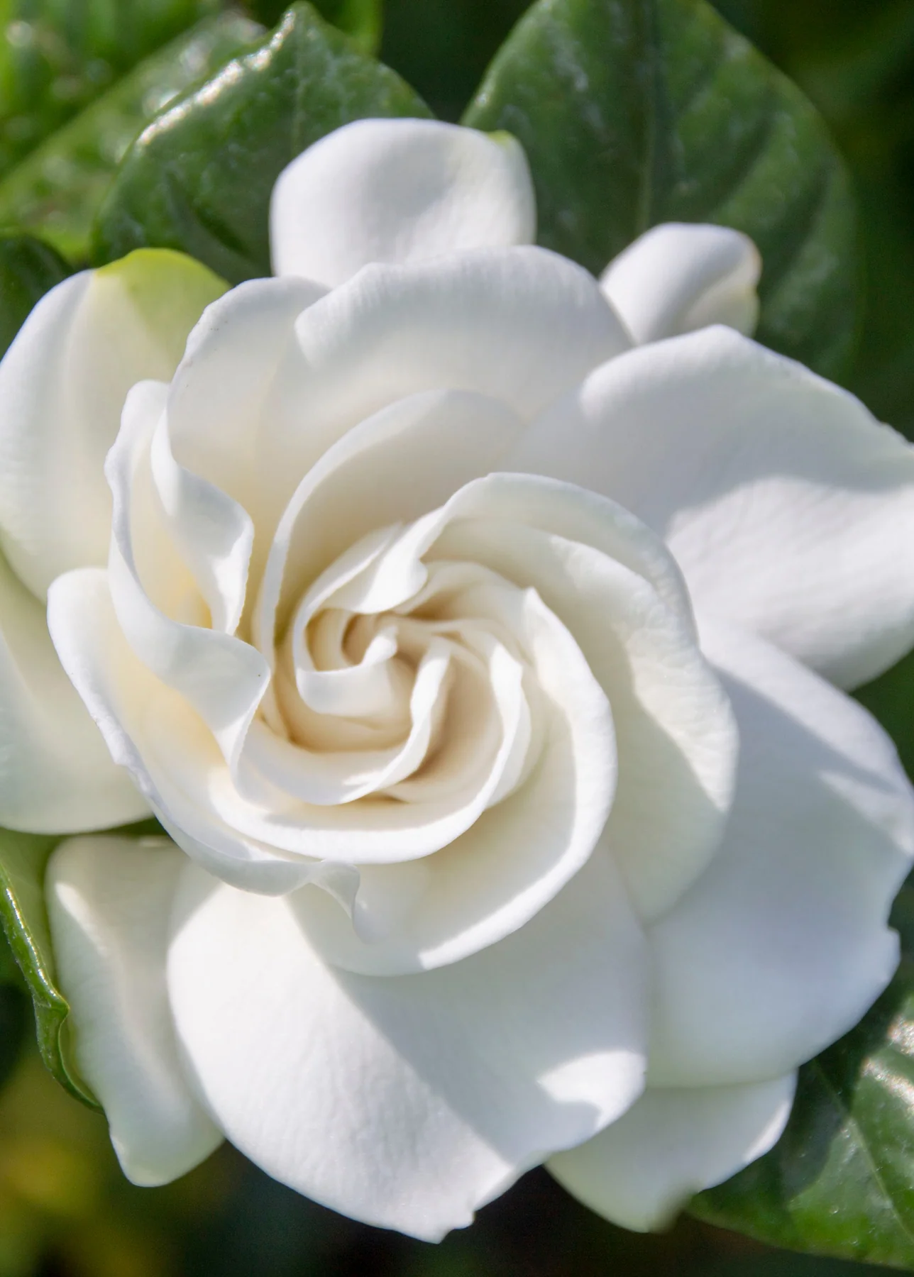 bunga gardenia jasminoides belmont