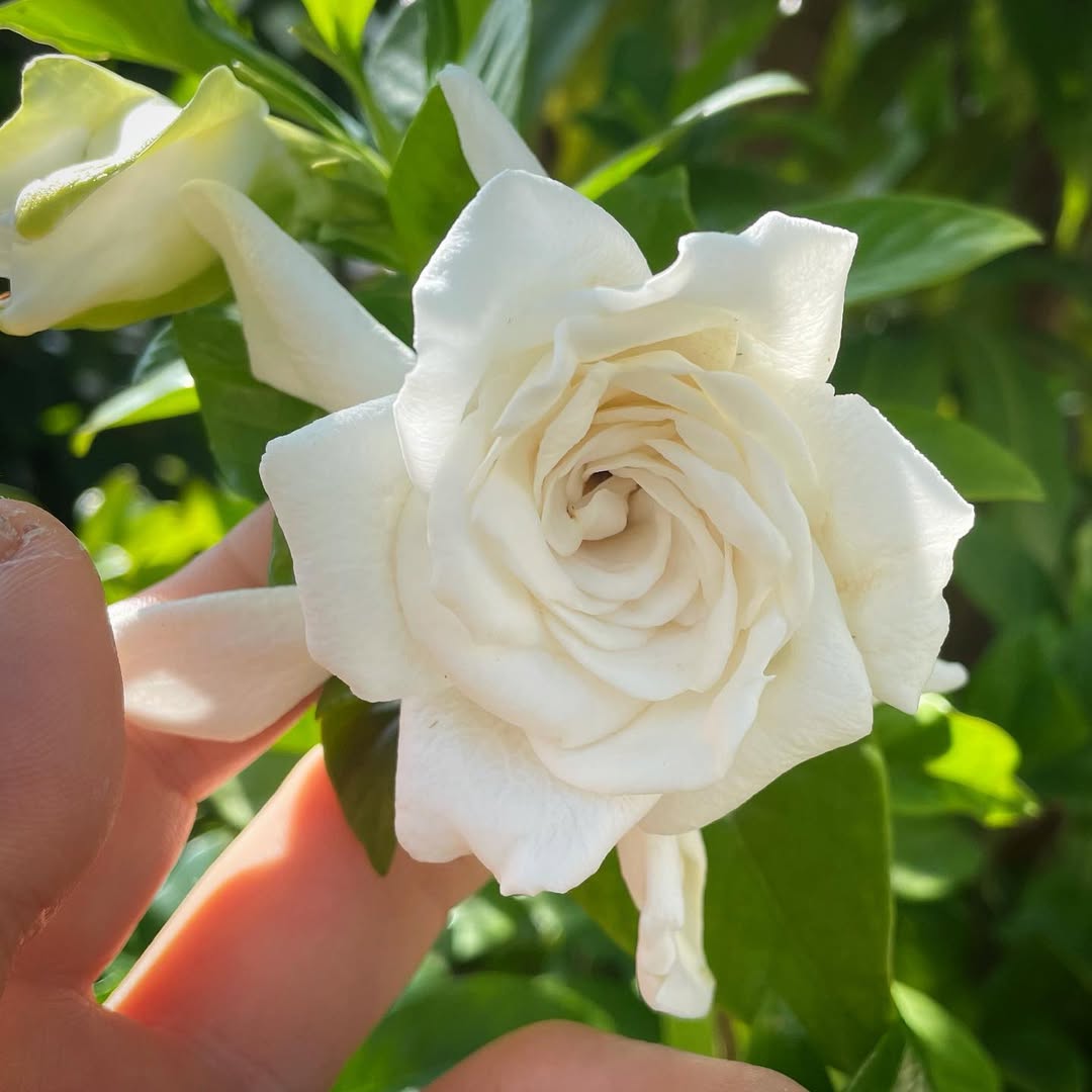 bunga gardenia jasminoides miami supreme