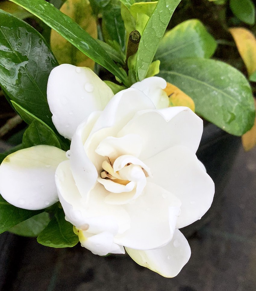 bunga gardenia jasminoides radicans