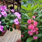 6 Jenis Bunga Impatiens Paling Populer untuk Taman Rumah