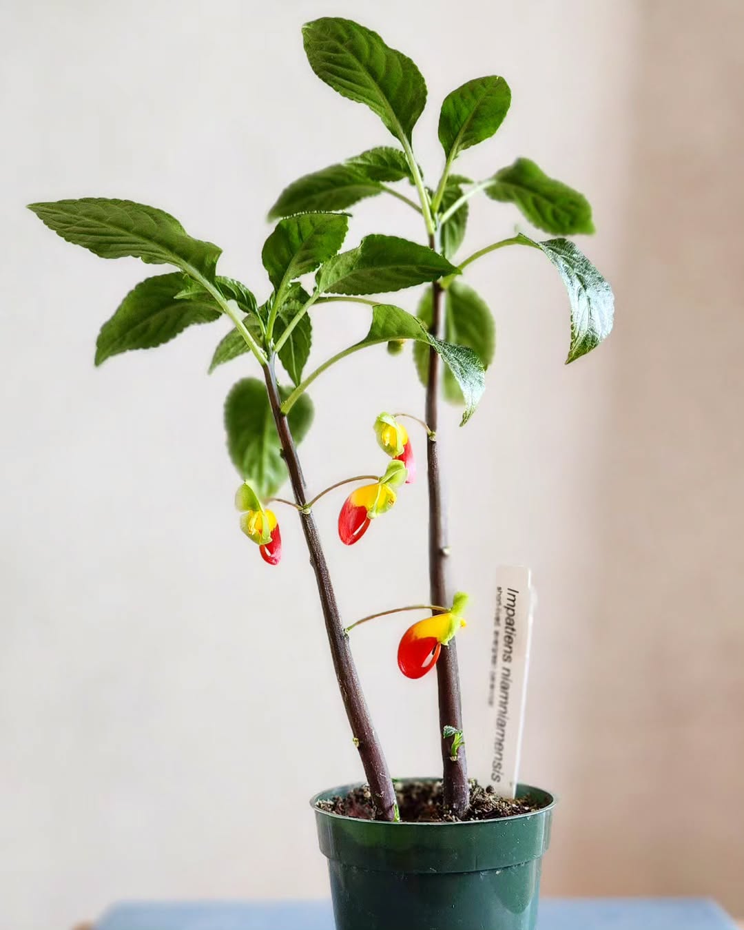 bunga impatiens niamniamensis bunga impatiens niamniamensis