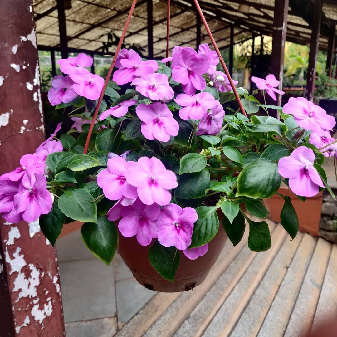 bunga impatiens walleriana bunga impatiens walleriana