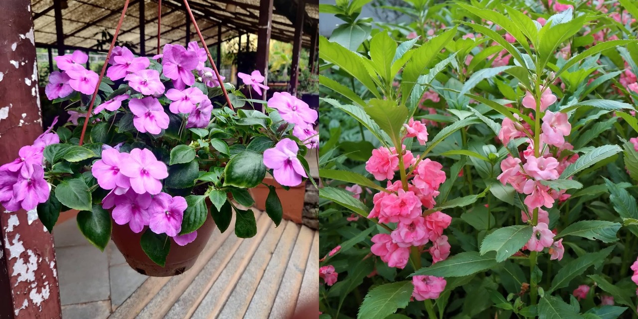 bunga impatiens