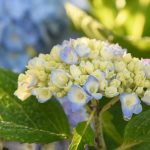 5 Jenis Tanaman Bunga Pembawa Sial yang Sebaiknya Dihindari