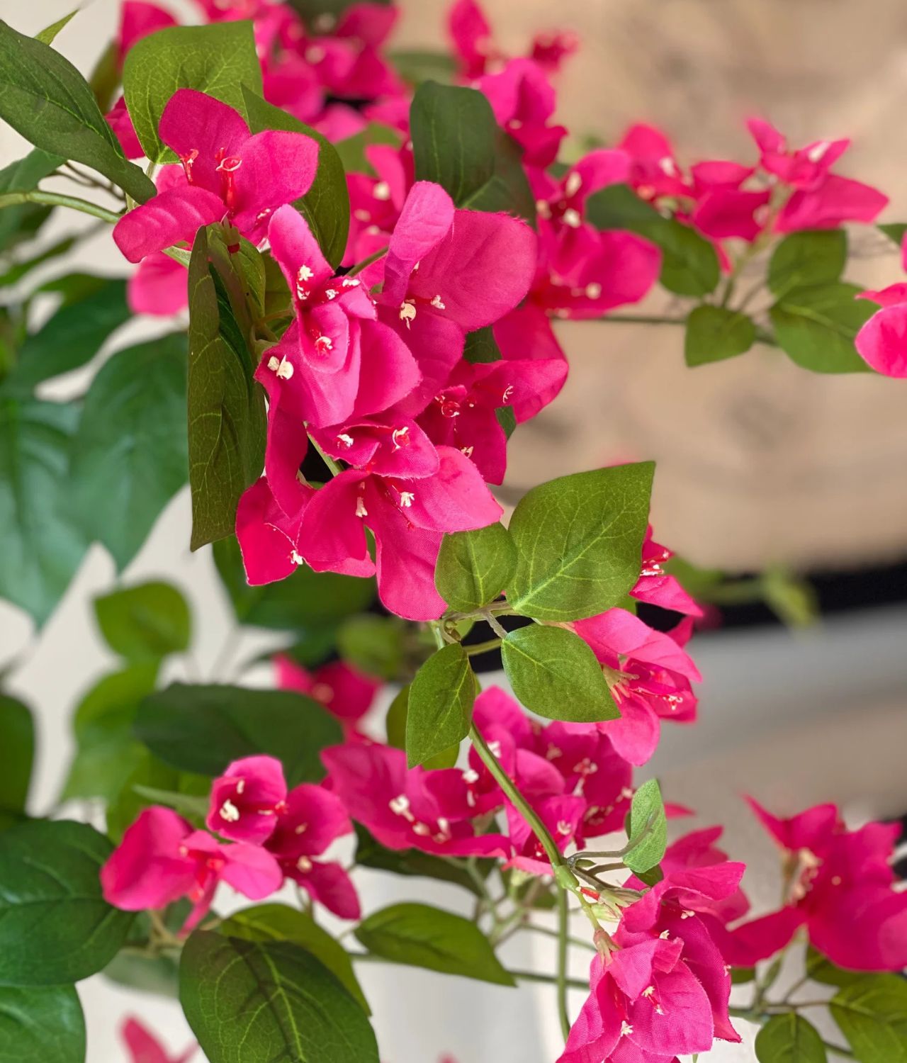 bunga pembawa sial bougenville