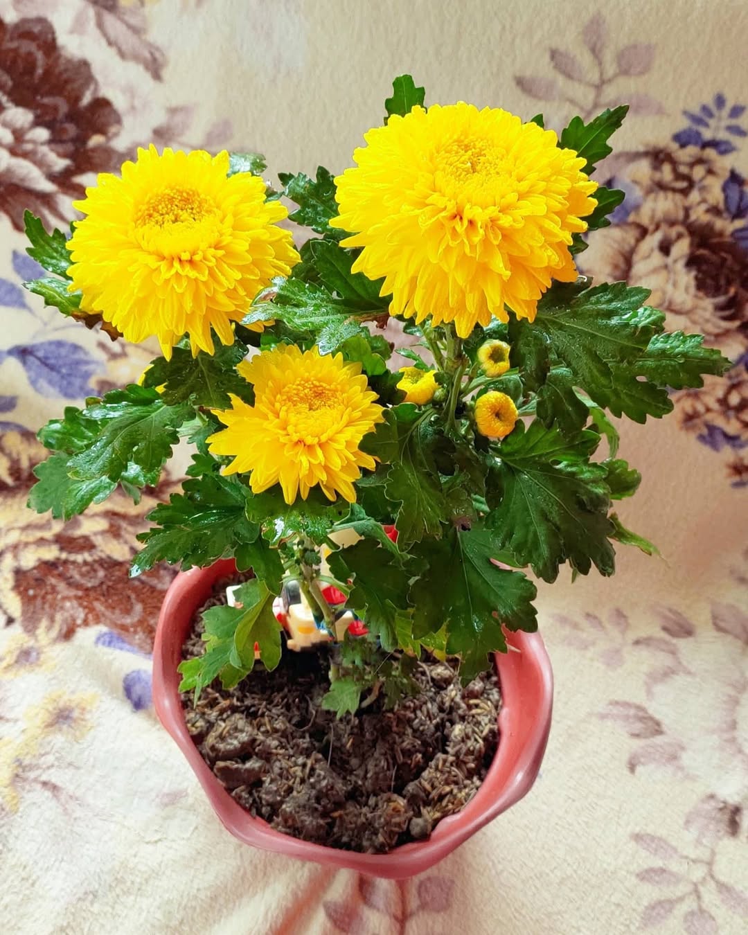 bunga pikok, aster pompon