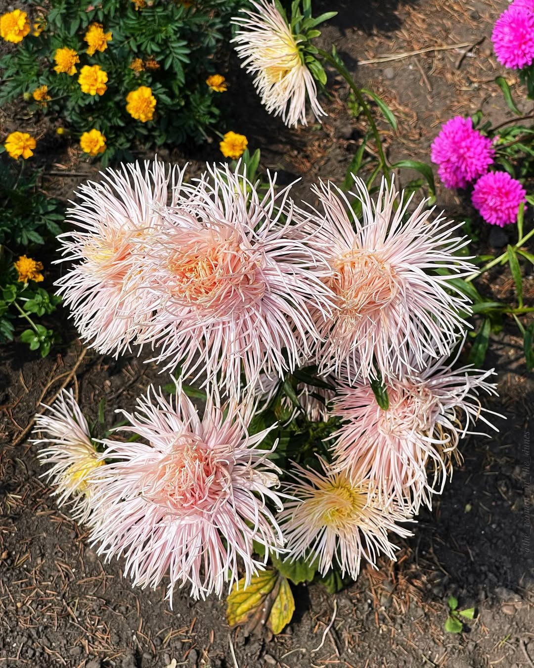 bunga pikok kelopak jarum