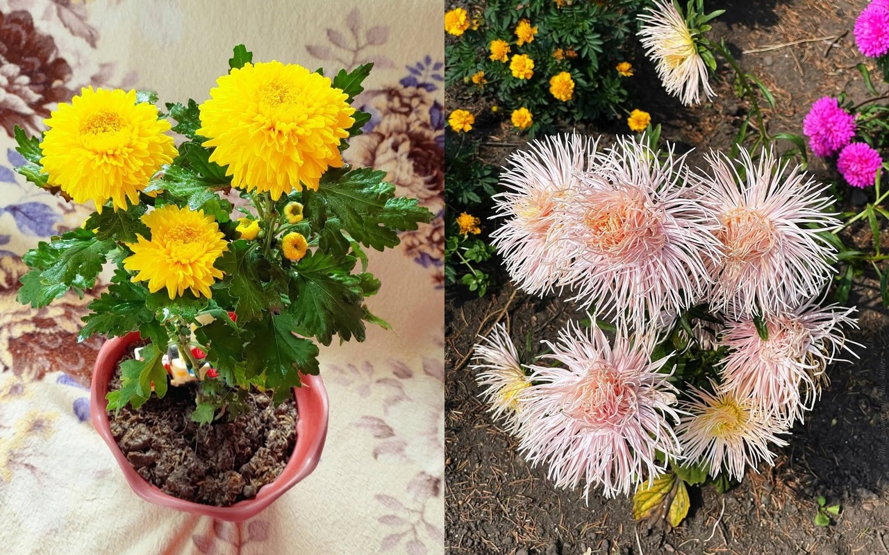 7 Jenis Bunga Pikok (Aster Cina) Terpopuler