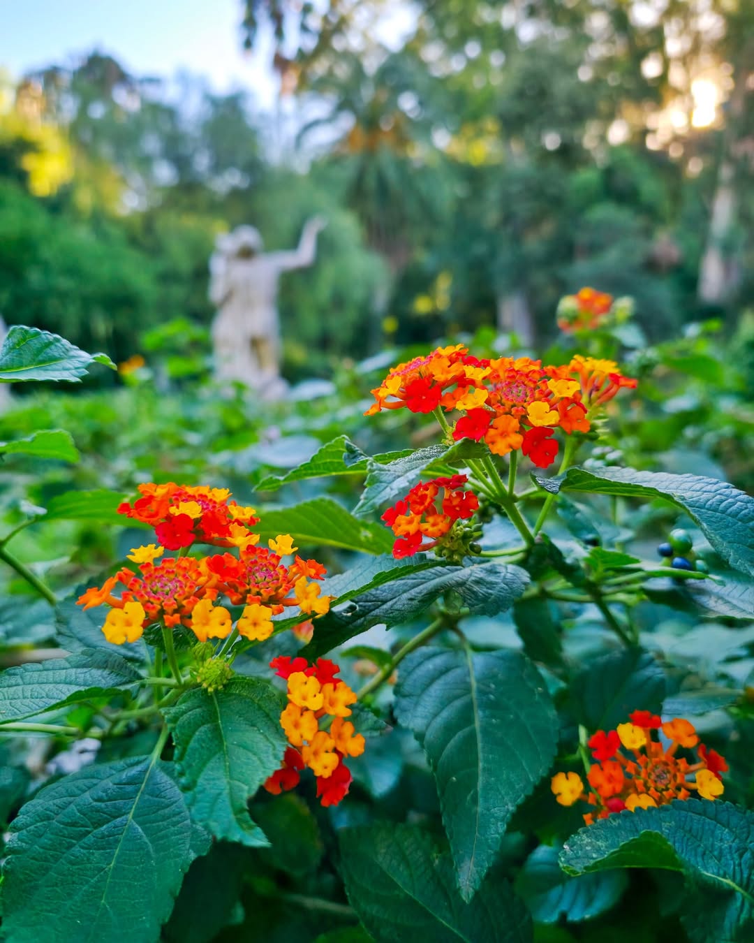 bunga tai ayam, lantana camara bunga tai ayam, lantana camara