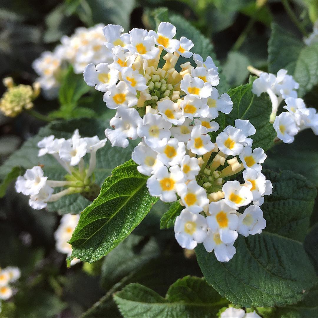bunga tai ayam, lantana putih bunga tai ayam, lantana putih