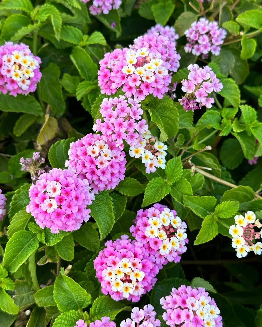 bunga tai ayam pink bunga tai ayam pink