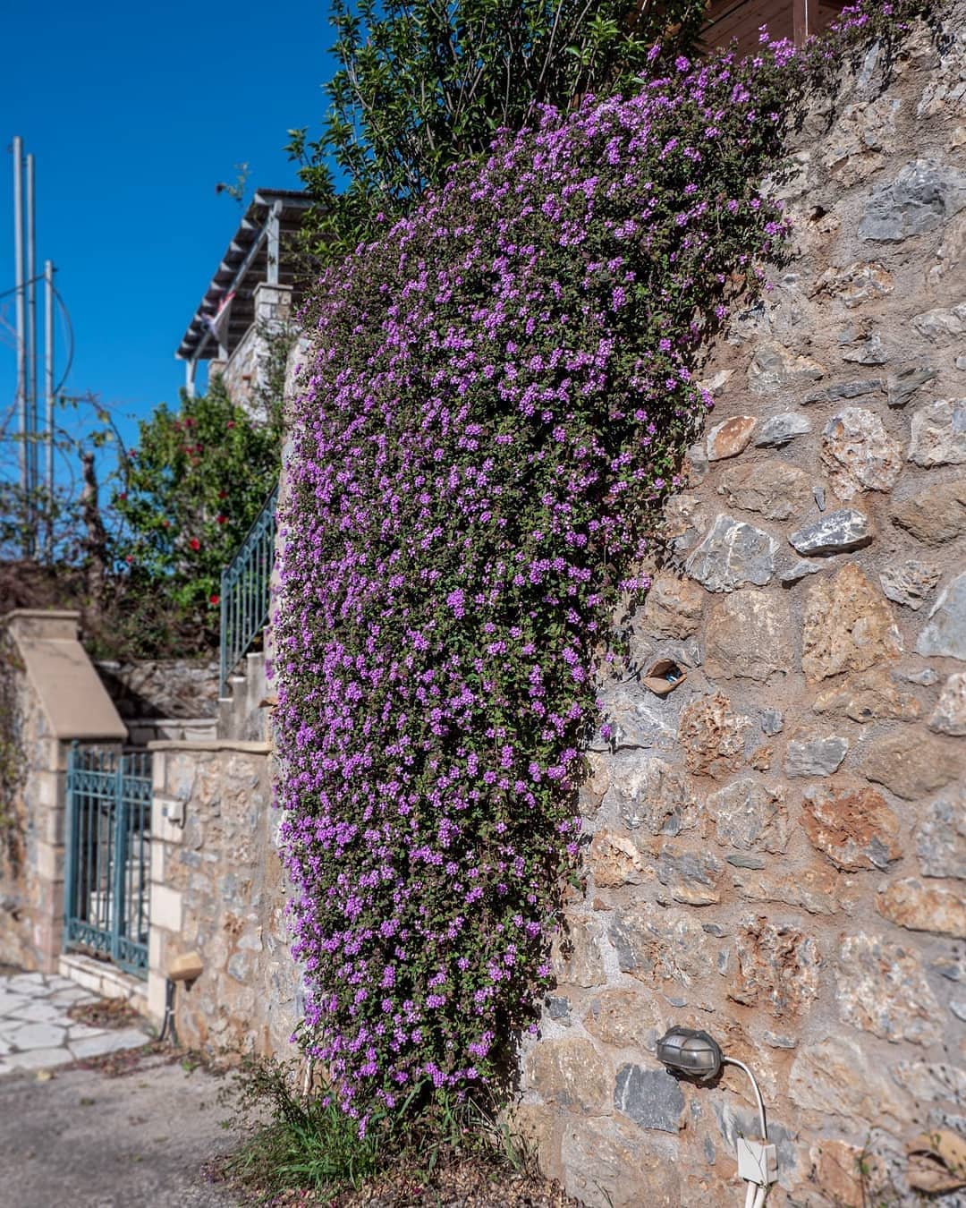 bunga tai ayam, trailing lantana bunga tai ayam, trailing lantana