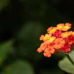 5 Jenis Tanaman Bunga yang Beracun tapi Cantik