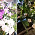 5 Jenis Bunga yang Cocok di Teras Rumah untuk Mempercantik Halaman Depan