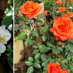 7 Bunga yang Melambangkan Cinta untuk Mempercantik Dekorasi Rumah