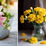 5 Jenis Bunga yang Melambangkan Harapan, Cocok sebagai Dekorasi yang Penuh Makna