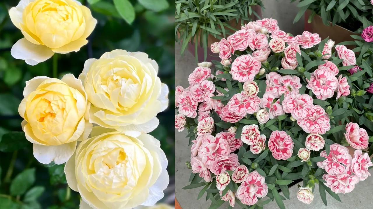 5 Bunga yang Melambangkan Persahabatan untuk Dekorasi Rumah