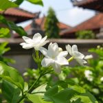 5 Jenis Bunga yang Mudah Ditanam untuk Mempercantik Rumah