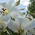 5 Jenis Bunga yang Tidak Boleh Ditanam di Depan Rumah