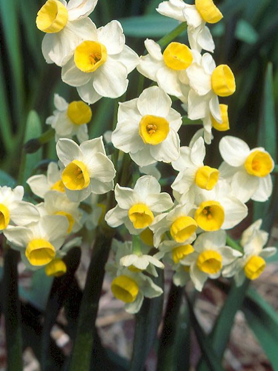 daffodil narcissus avalanche
