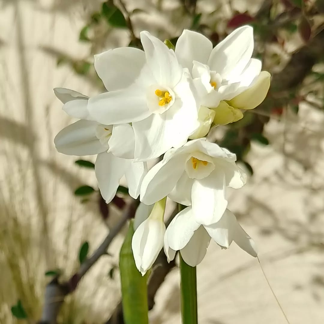 daffodil narcissus paperwhite