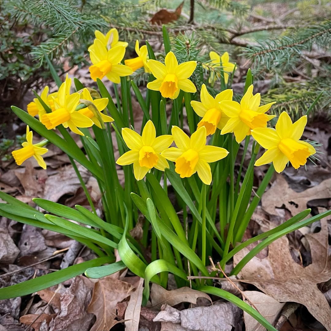daffodil narcissus tête-à-tête