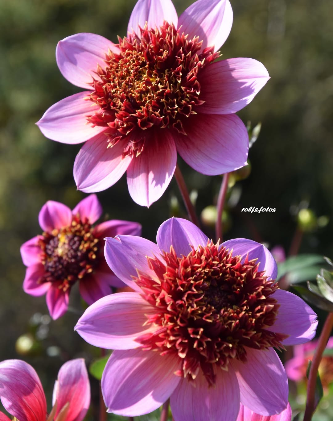 dahlia anemone dahlia anemone