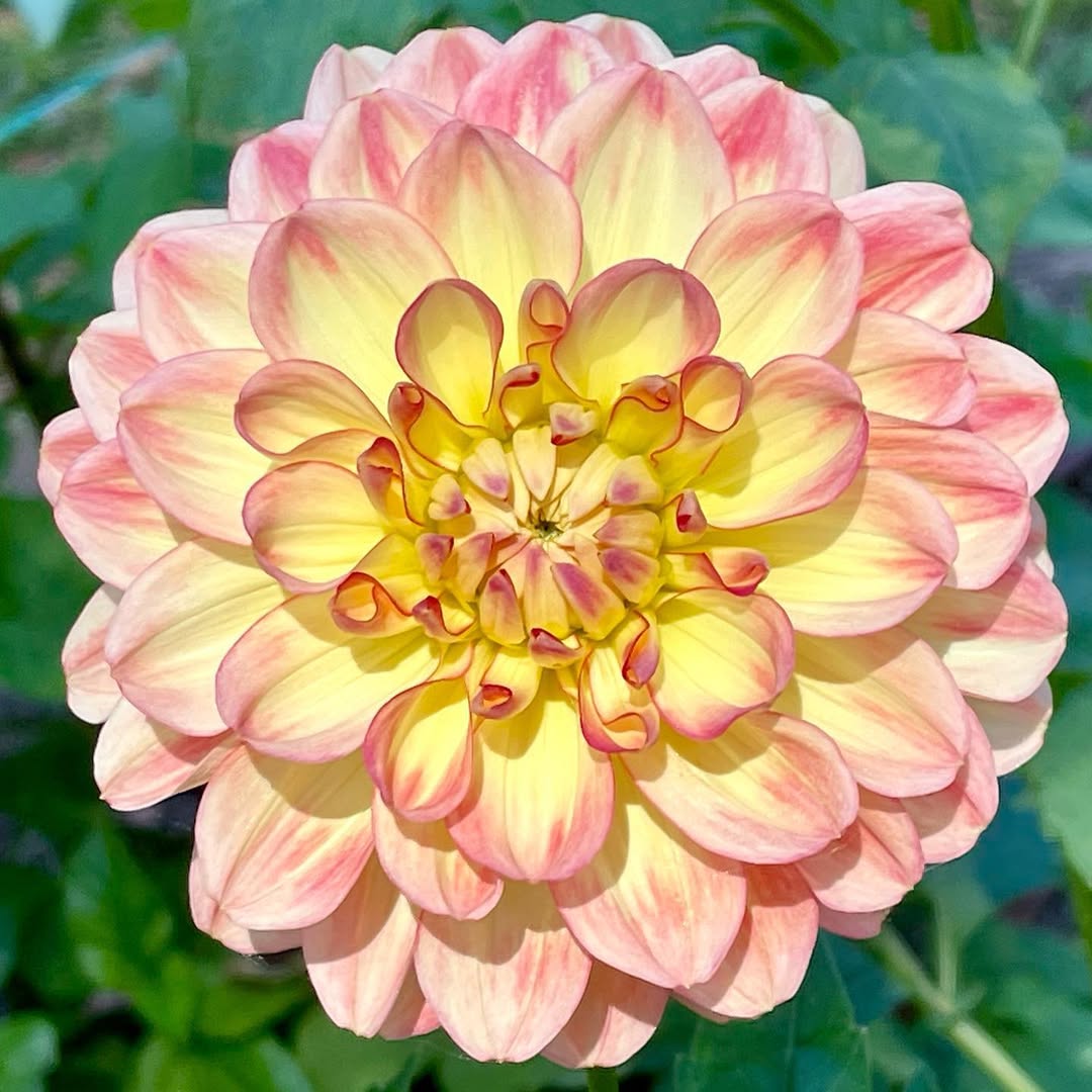 dahlia decorative dahlia decorative