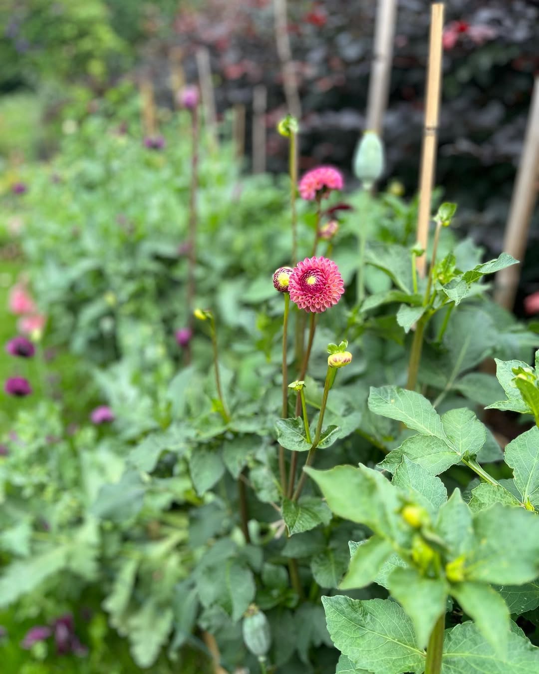 dahlia pompon dahlia pompon