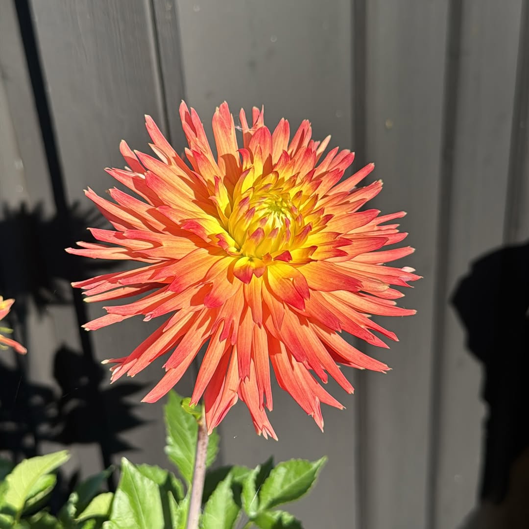 dahlia semi cactus dahlia semi cactus