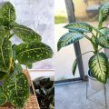 7 Jenis Tanaman Daun Bahagia (Dieffenbachia) untuk Hiasan di Rumah