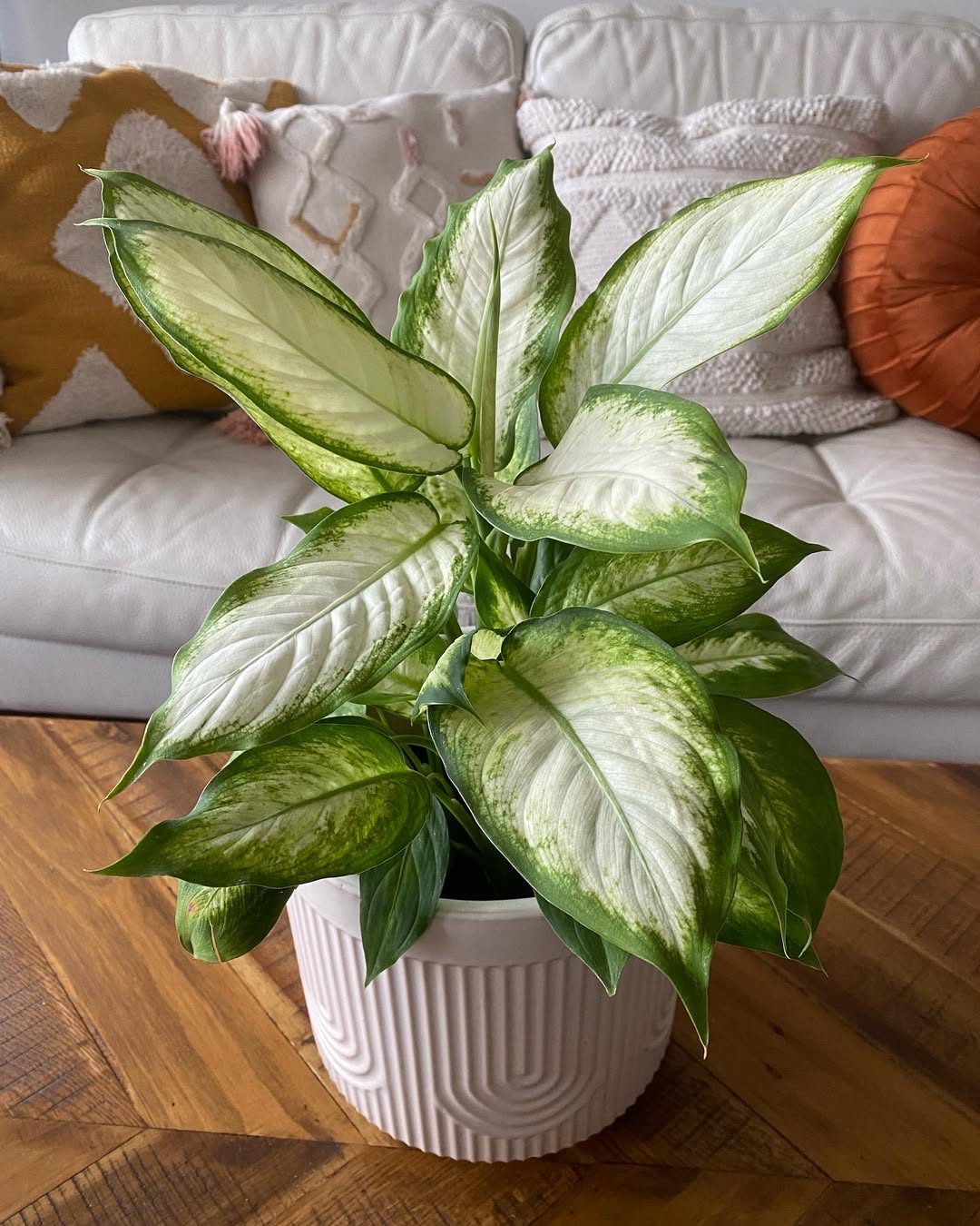 dieffenbachia camille