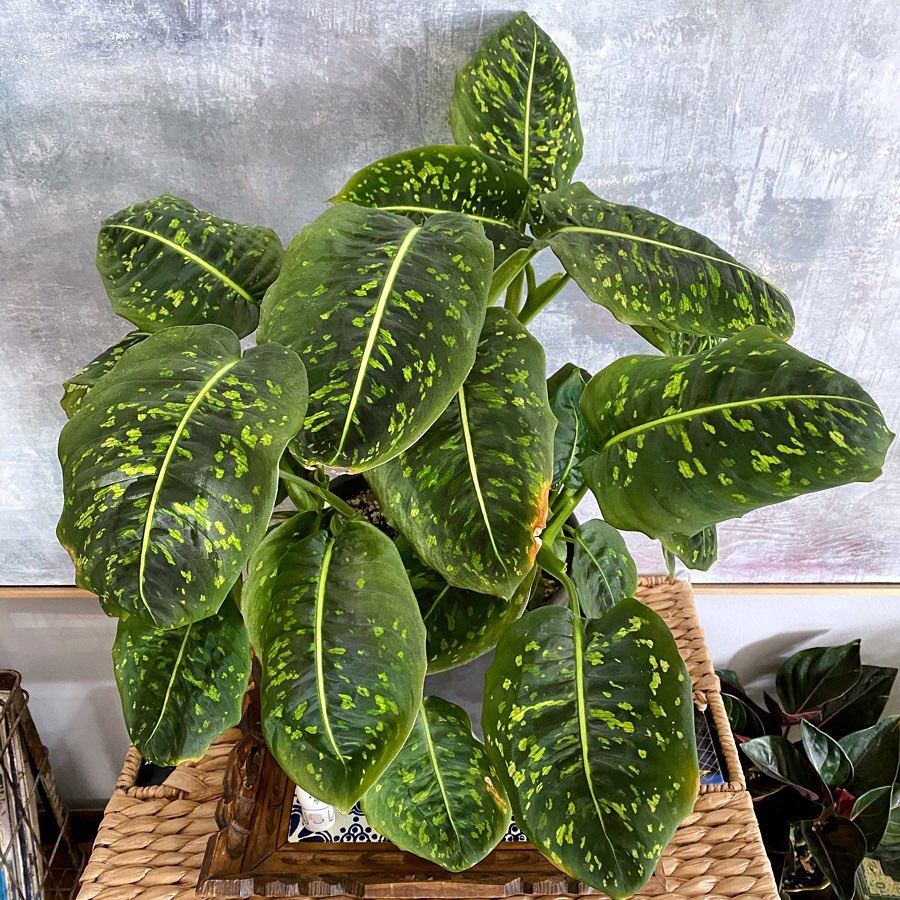 dieffenbachia reflector