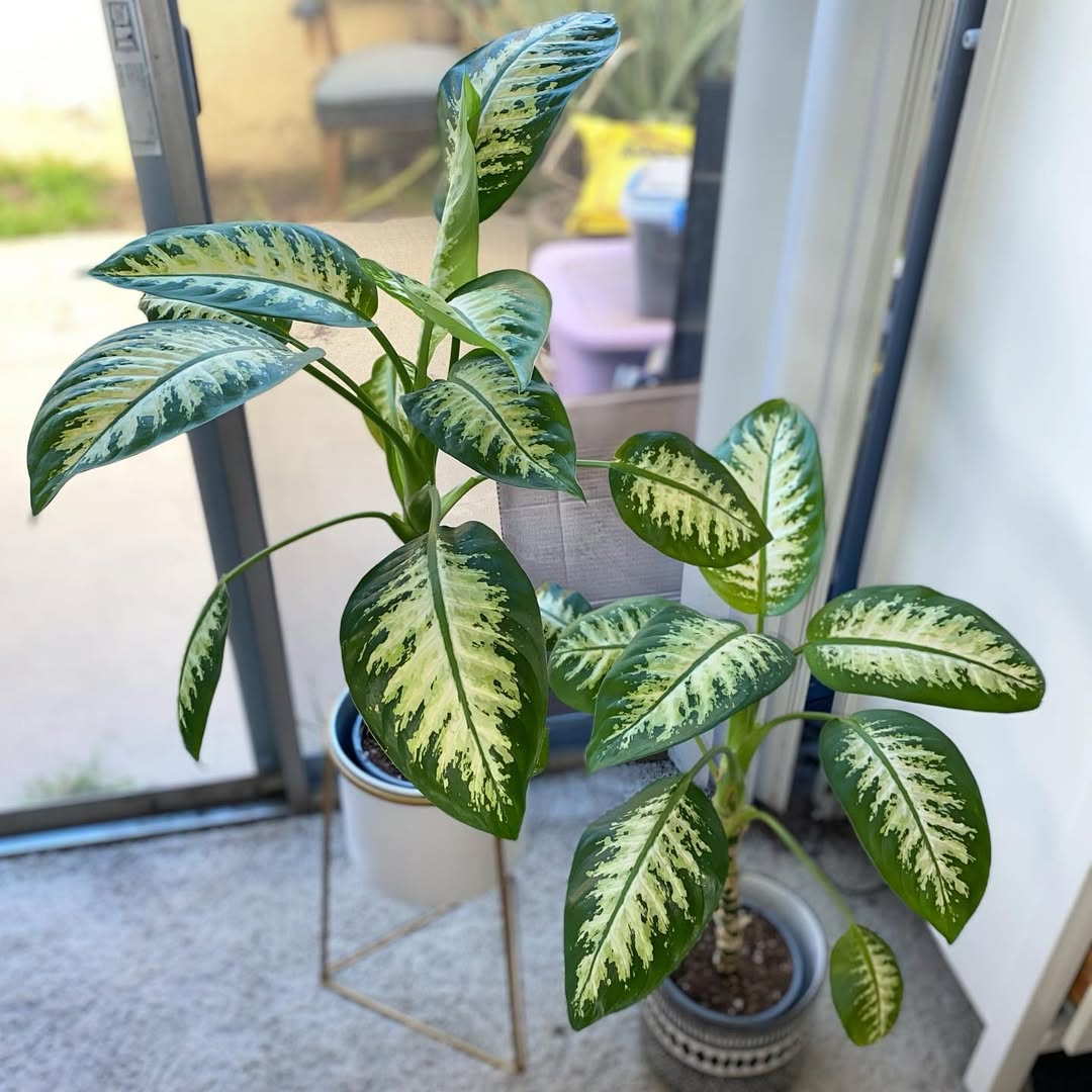 dieffenbachia tropic snow